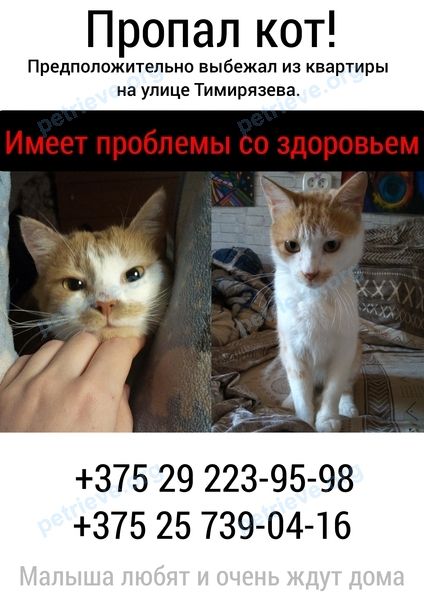 Male cat, lost near улица Тимирязева 8, Жодино, Минская область, Беларусь on Dec 05, 2024.