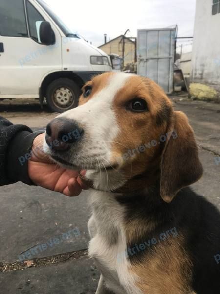 Medium young black male dog Бой, lost near Д осово молодежная 11 Осиповичский район  +375445447636 Геннадий любая информация важна ! Очень переживаем! on Dec 07, 2024.