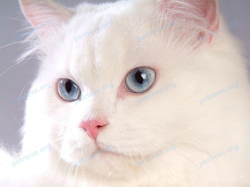 Big adult white male cat Котька, lost near б-р Строителей, 12А, Кемерово, Кемеровская обл., Россия, 650065 on Dec 29, 2024.