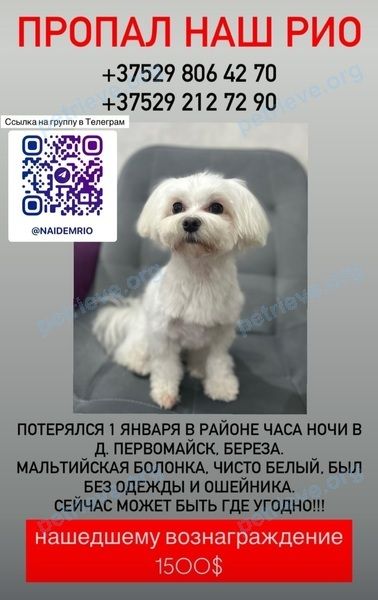 Маленький белый молодой пёс Рио, пропал 01.01.2025 рядом с GVJW+86 Первомайская, Беларусь.