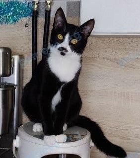 Small young mixed color female cat, lost near ул. Петруся Бровки 33, Гомель, Гомельская область, Беларусь on Jan 27, 2025.
