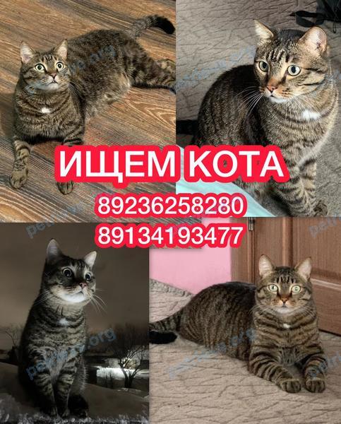 Большой коричневый взрослый кот Вася, пропал 22.01.2025 рядом с ул. Радищева, 10, Новокузнецк, Кемеровская обл., Россия, 654086.