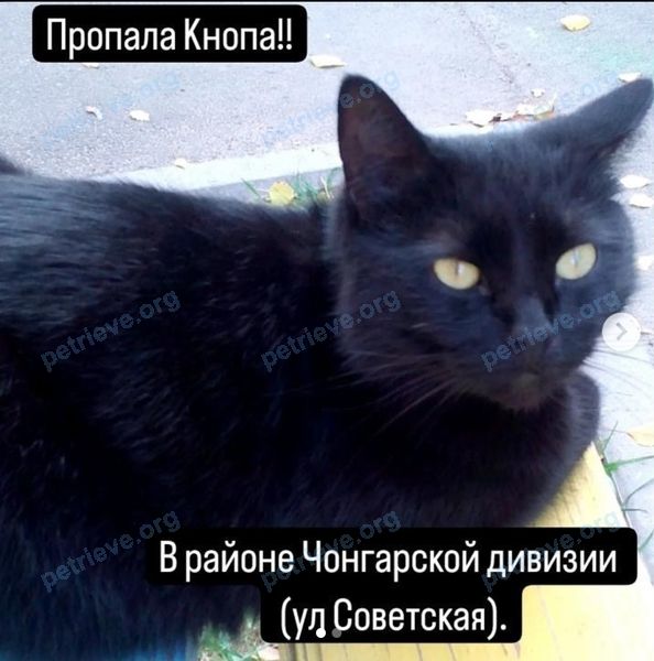 Medium adult black female cat Кнопа, lost near ул. Советская 105а, Гомель, Гомельская область, Беларусь on Jan 30, 2025.