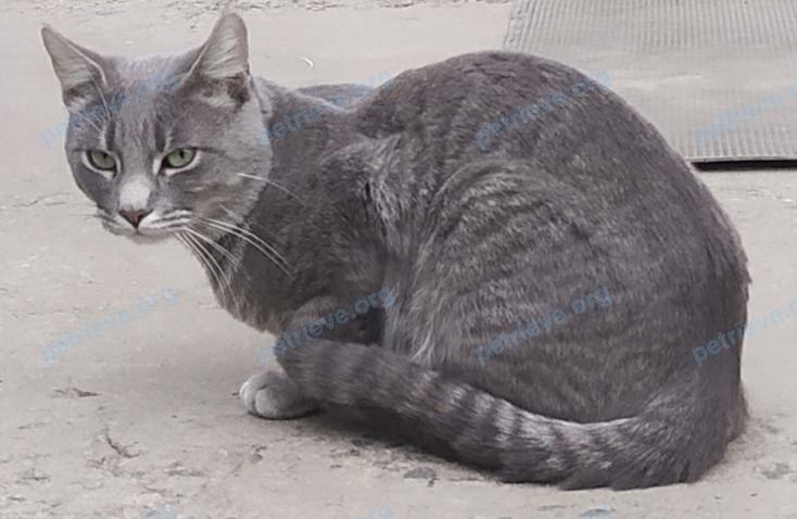 Medium young gray male cat, lost near ул. Новая 49, Заславль, Минская область 223036, Беларусь on Feb 11, 2025.