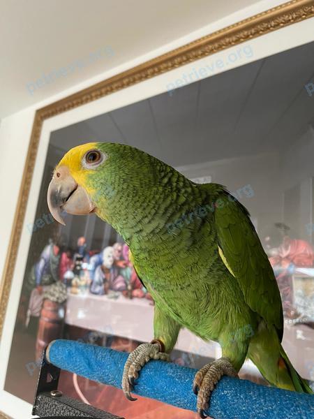 Bird MR P 
