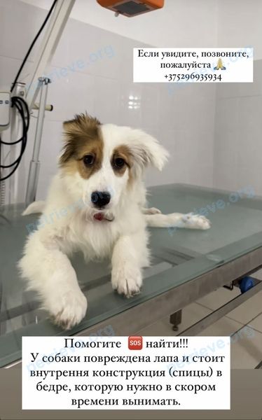 Medium young mixed color male dog Джордан, lost near Дарвина 9, Могилёв, Могилёвская область, Беларусь on Mar 15, 2025.