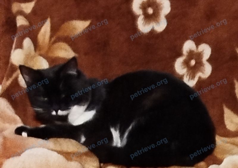 Medium young mixed color male cat, lost near 1-Ya Parkhomenko Ulitsa, 39, Astrakhan, Astrakhanskaya oblast', Russia, 414009 on Mar 10, 2025.