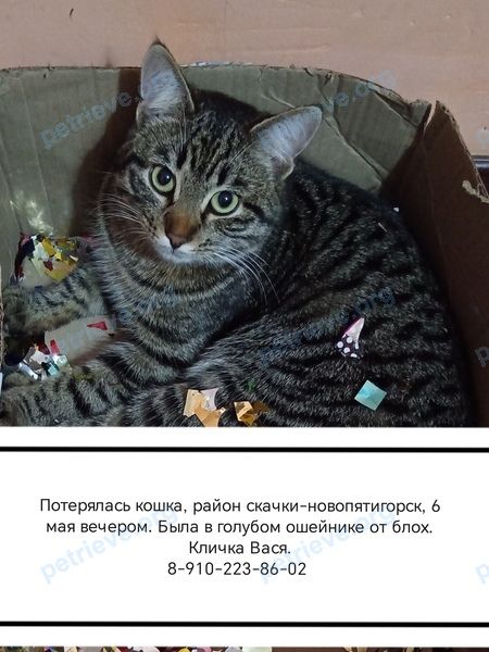 Medium young brown female cat Вася, lost near Кисловодское шоссе 3 пятигорск  on May 06, 2025.