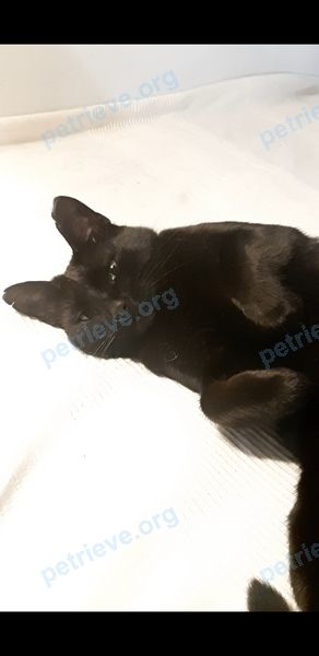 Средняя чёрная молодая кошка Бастюша, пропала 03.05.2025 рядом с ул. Первомайская, 46, Химки, Московская обл., Россия, 141421.
