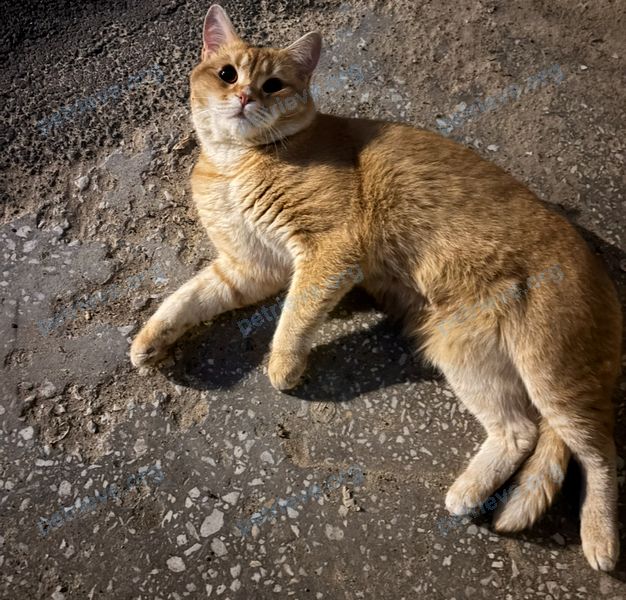 Кот 