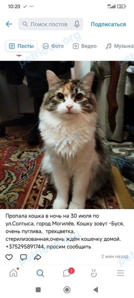 Medium mixed color cat Буся, lost near улица Ленинская 87, Могилёв, Могилёвская область, Беларусь on Jul 30, 2025.