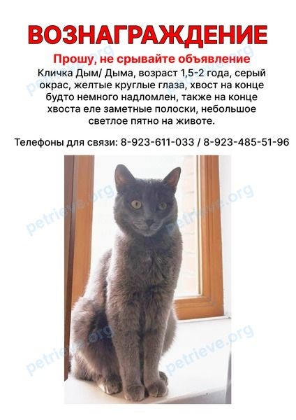 Средний серый молодой кот Дым, пропал 01.08.2025 рядом с Октябрьский пр., 51, Кемерово, Кемеровская обл., Россия, 650066.