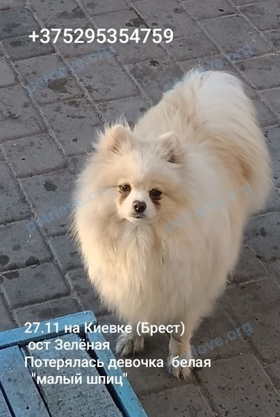 Medium young white female dog Маруся, lost near ул. Московская 91, Брест, Брестская область, Беларусь on Nov 27, 2025.