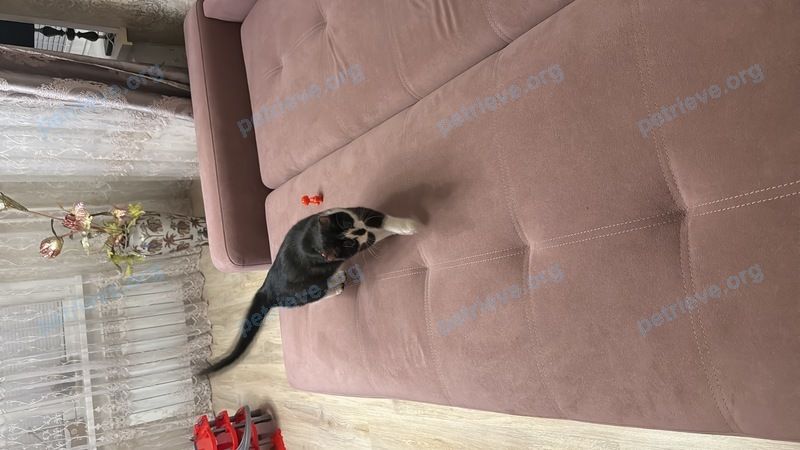 Средняя многоцветная молодая кошка, найдена 10.12.2025 рядом с улица Чкалова 25/1, Витебск, Витебская область 210032, Беларусь.