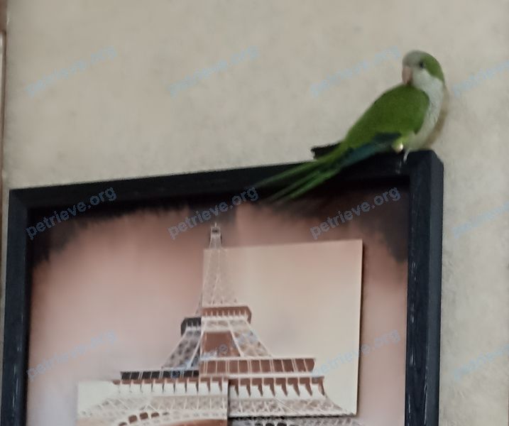 Bird طوطی راهب سبز به نام چیکو 