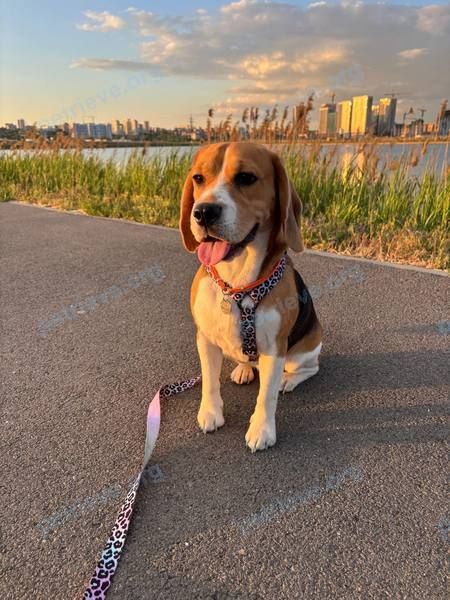 Собака Шелби